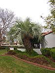 Butia Capitata à Phoenix en Arizona.