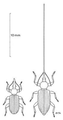 Antliarhinus zamiae