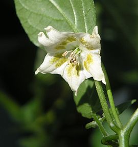 Capsicum Baccatum bloem