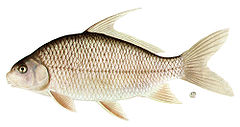 Description de l'image Carpiodes cyprinus.jpg.