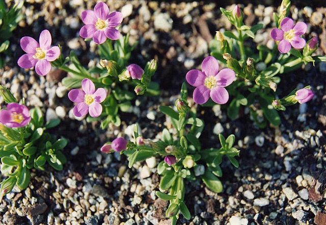 Description de l'image Centaurium scilloides 1.jpg.