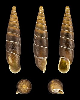 Charpentieria stenzii