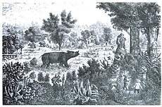 1867年，法国艺术家路易斯·德拉波特（英语：Louis Delaporte）在湄公河探险（英语：Mekong expedition of 1866–1868）途中所作的画，描绘了苏门犀在泰国北部清盛县的城市废墟间游荡。