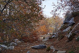 Visión al interior del bosque de Nothofagus macrocarpa.