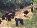 Chimpanzee meeting at the Center