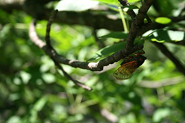 Brood XIII in Westchester, Ill., 21. Juni 2007