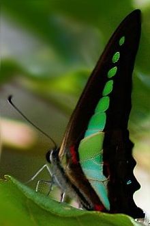 Graphium sarpedon boutin, gouenn eus India ar Su