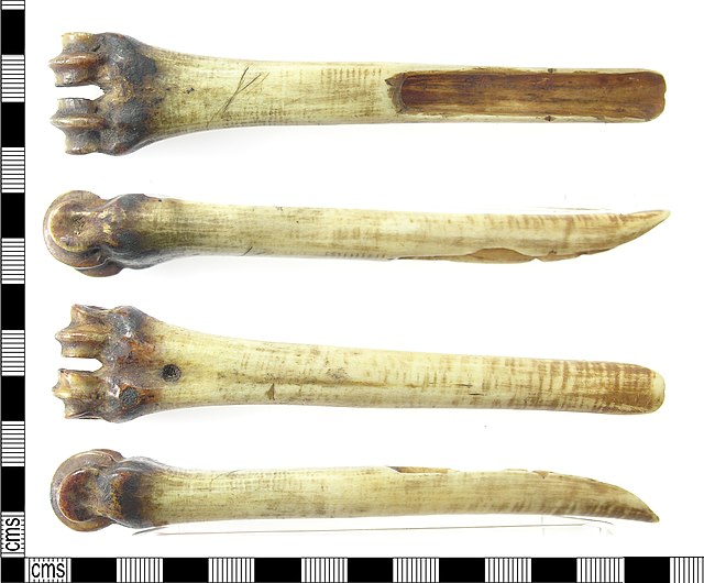 A bone with a rounded end, half of the shank cut away longitudinally, and the end without the knob narrows to a point.