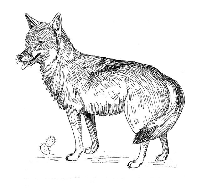 File:Coyote (PSF).png