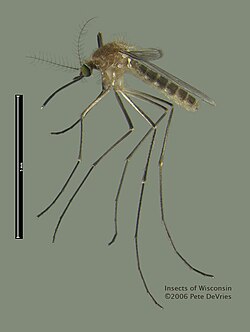 Culex pipiens