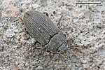 Darkling beetle