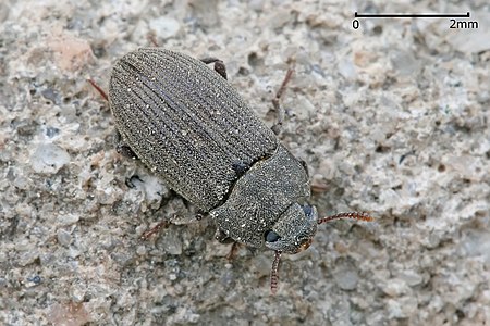 Darkling beetle, by Muhammad Mahdi Karim