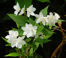 Bruddeutzia (Deutzia gracilis)