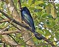 Hair-crested drongo
