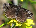 Miniatura para Erynnis icelus