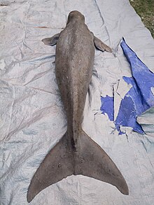 Lembut laut (dugong) jantan dalam kondisi mati (tingkat 2)