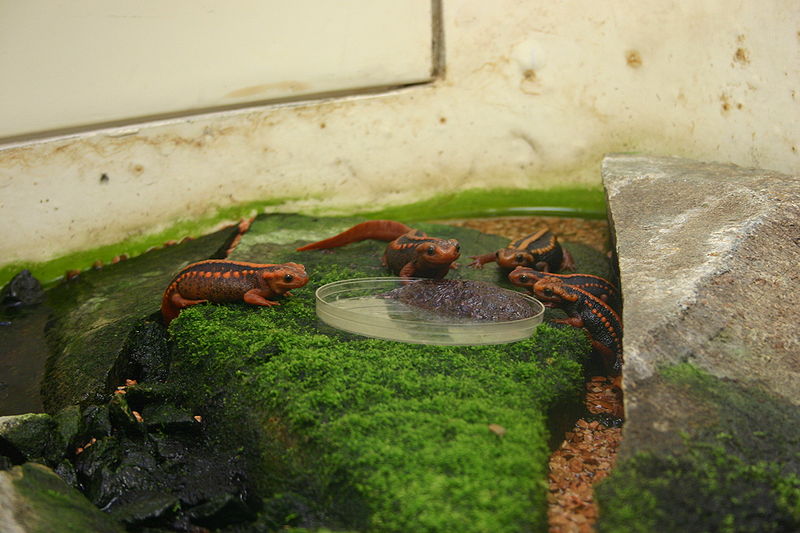 Newts As Pets An Introduction To Their Care And Feeding,Bread Storage