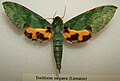 Euchloron megaera (Sphingidae)