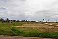 Vue de loin de palmeraies