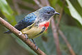 Fire-breasted flowerpecker, Khangchendzonga National Park, Sikkim, India