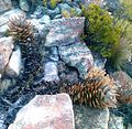 A. perfoliata var. mitriformis, from the Western Cape. This one showing fire damage.