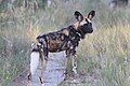 Wildehond in Tembe