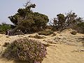 Gavdos, Wacholder-Bäume (Juniperus oxycedrus macrocarpa) und Thymian