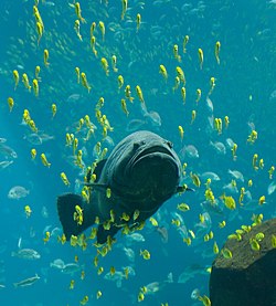 Giant grouper and golden trevally.