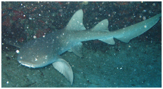 Requin nourrice (Ginglymostoma cirratum)