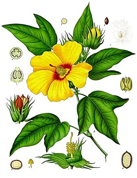 Gossypium barbadense - Köhler–s Medizinal-Pflanzen-068.jpg