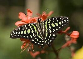 Graphium agamemnon