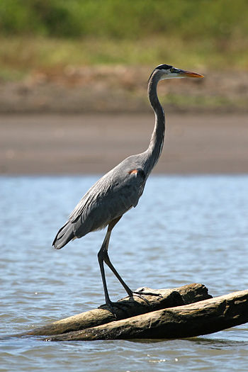 オオアオサギ(Ardea herodias)