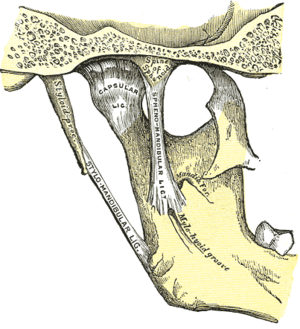 Articulation of the mandible. Medial aspect.