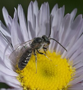 Halictus virgatellus