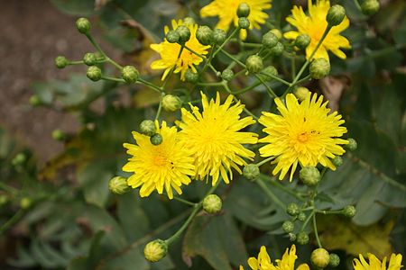 Inflorescence.