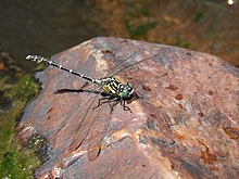 Hemigomphus gouldii