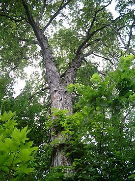 Valkohikkori (Carya ovata)