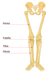 Human leg