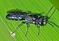 Hylaeus relegatus