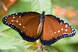 Danaus gilippus