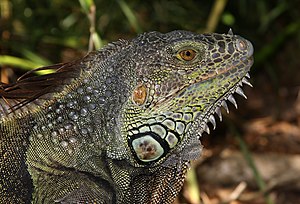 Adult male iguana (Iguana iguana) in Morikami ...