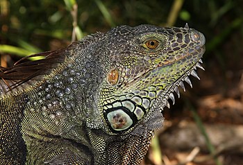 English: Adult male iguana (Iguana iguana) in ...