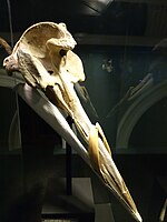 Strap-toothed whale (skull)