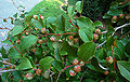 Foliage and fruit