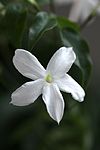 A jasmine flower