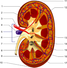 Longitudinal section of a kidney (wikipedia.org) 1-Renal pyramid, 3-Renal artery, 4-Renal vein, 5-Renal hilum, 6-Renal pelvis, 7- Ureter, 8-Minor calyx, 9-Renal capsule, 14-Minor calyx, 15- Major calyx, 16-Renal papilla, 17-Renal column