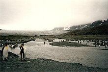 King penguins at St Andrews Bay, South Georgia Island, 1996 King penguins on South Georgia Island.jpg