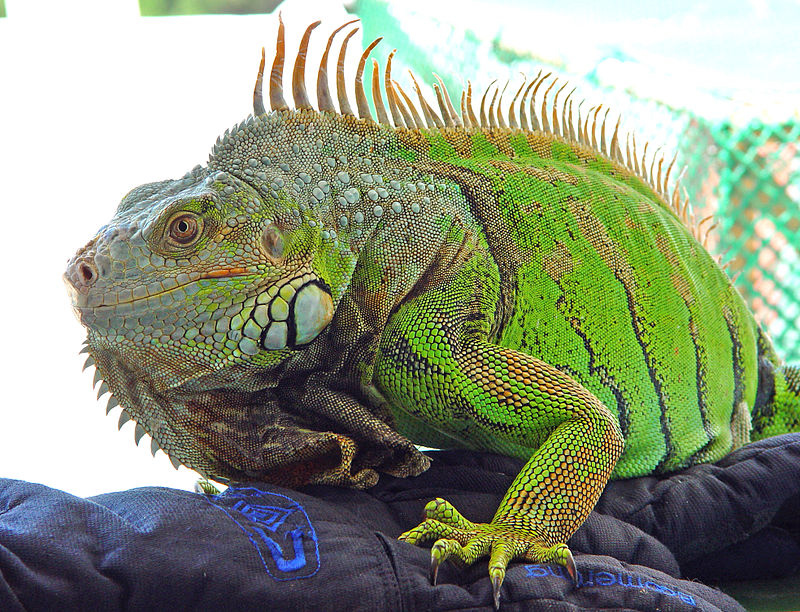 http://upload.wikimedia.org/wikipedia/commons/thumb/7/7e/Kini_iguana.jpg/800px-Kini_iguana.jpg