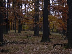 lesy v okolí Těchovína