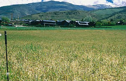 Vilallobent - Puigcerdà (Cerdanya), 15 de maig de 2001